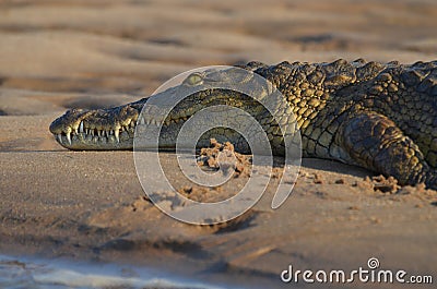 Resting crocodile Stock Photo