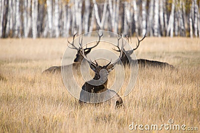 Resting Deers Stock Photo