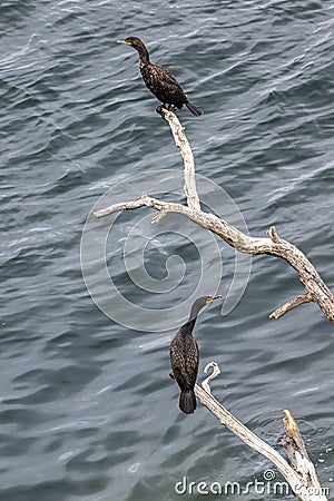 Resting Double-crested Cormorant Stock Photo