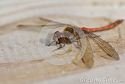 Resting Dragonfly Stock Photo