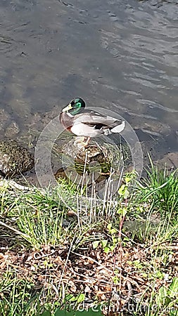 Resting duck by flowing river Stock Photo