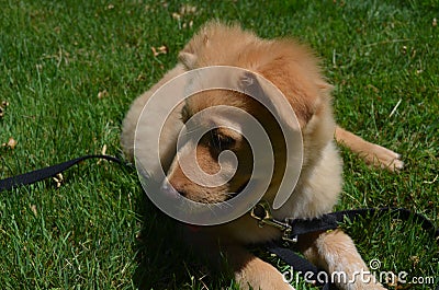 Resting Duck Tolling Retriever Puppy Dog Stock Photo