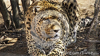 Resting elderly leopard in namibia Stock Photo