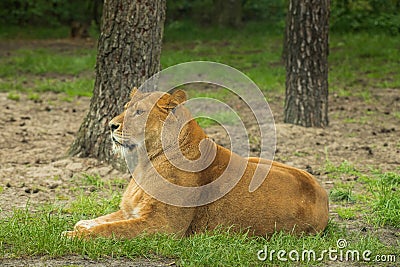 Resting female lion in a meadow Stock Photo