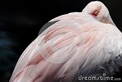 Resting Flamingo Stock Photo