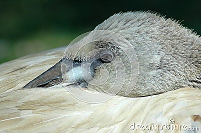 Resting Flamingo. Stock Photo