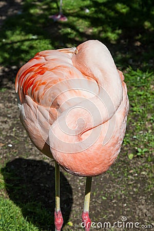 A Resting Flamingo Stock Photo