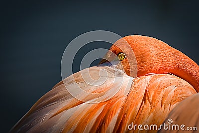 Resting flamingo Stock Photo