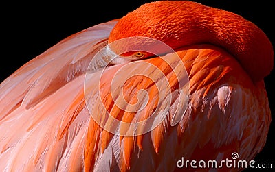 Resting Flamingo Stock Photo