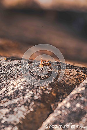 Resting Hornet on a Cool Rock Stock Photo