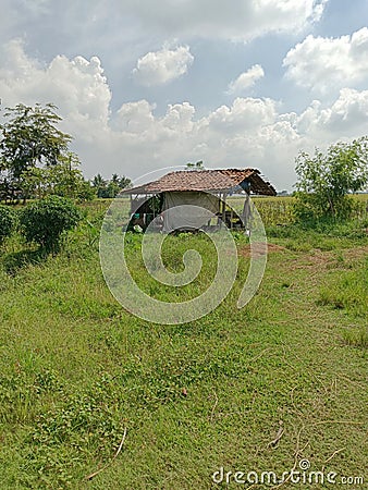 Resting huts of farmers in the middle of a plantation on the edge of a rice field Stock Photo