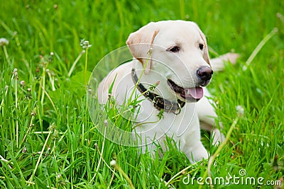 Resting labrador retriever Stock Photo