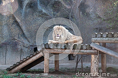 Resting lion on a wooden platform in the zoo. Wild animal Stock Photo