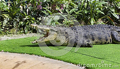 Resting old crocodile with opened mouth full of tooths. Stock Photo