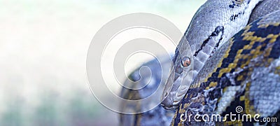 Resting a Reticulated python snake with blur background. Stock Photo