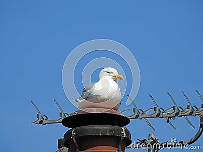 Resting seagull bird on chimney rooftop urban birds Stock Photo