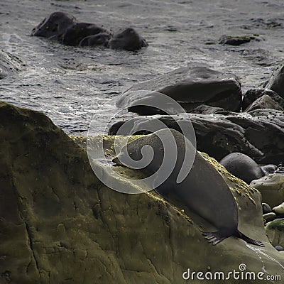 Resting seal in Ohau Stream New Zealand Stock Photo