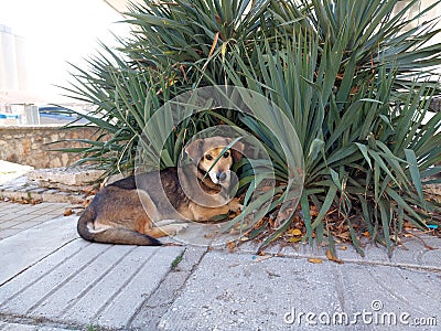 Resting street dogs on a sunny autumn day Stock Photo