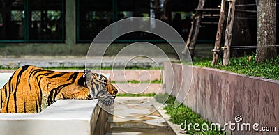 Resting tiger Stock Photo