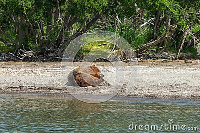 Resting wild bear on the shore of Kurile Lake in Kamchatka Stock Photo