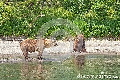 Resting wild bears on the shore of Kurile Lake in Kamchatka Stock Photo