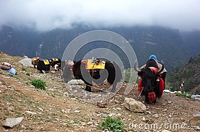 Resting yaks caravan in Himalayas mountains Editorial Stock Photo