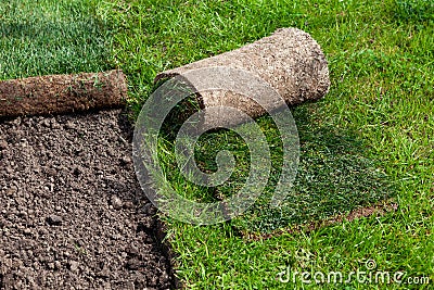 Restoration of a lawn covering with the help of a rolled lawn. Real grass in peat rolls. Quick way to improve the territory Stock Photo