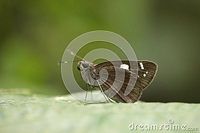 Restricted Demon, Notocrypta sp, Hesperiidae, Gumti, Tripura Stock Photo