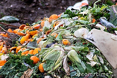 Rests of oranges and cabbage are composted on a compost heap for gardening and new plants in spring and summer with rotten Stock Photo
