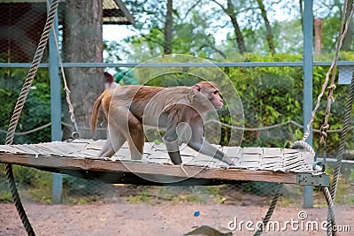 Resus macaque Stock Photo