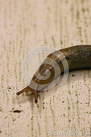 Reticulate Taildropper Slug Stock Photo