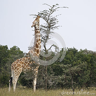 Reticulated Giraffe Stock Photo