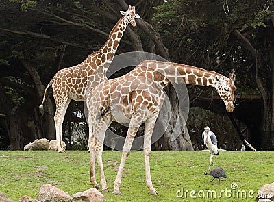 Reticulated Giraffe Stock Photo