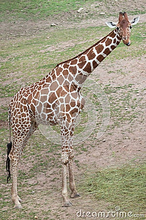 Reticulated giraffe Giraffa camelopardalis reticulata. Stock Photo