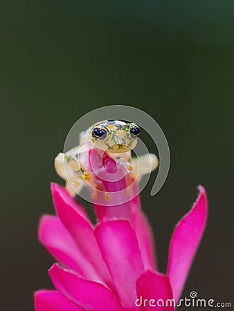 Reticulated Glass Frog - Hyalinobatrachium valerioi Stock Photo