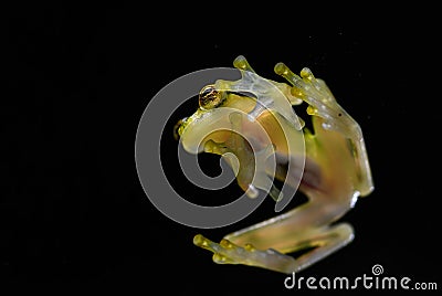 Reticulated Glass Frog - Hyalinobatrachium valerioi Stock Photo