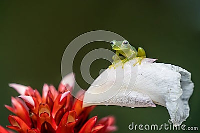 Reticulated Glass Frog - Hyalinobatrachium valerioi, Stock Photo