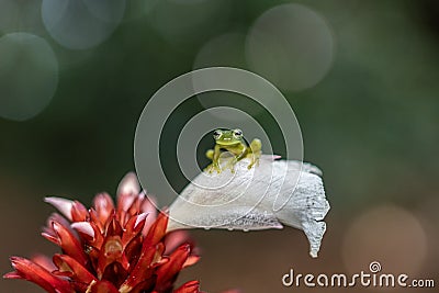 Reticulated Glass Frog - Hyalinobatrachium valerioi, Stock Photo