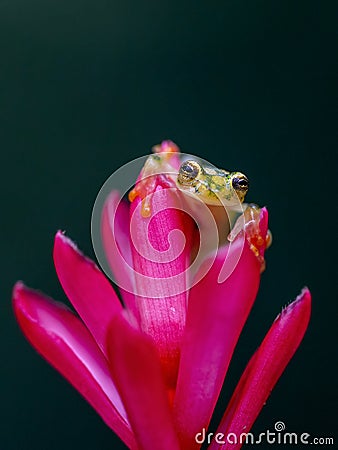 Reticulated Glass Frog - Hyalinobatrachium valerioi, Stock Photo