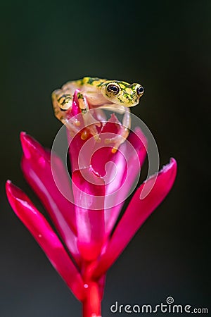 Reticulated Glass Frog - Hyalinobatrachium valerioi, Stock Photo