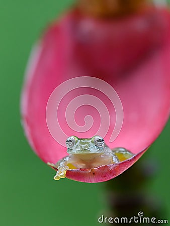 Reticulated Glass Frog - Hyalinobatrachium valerioi, Stock Photo