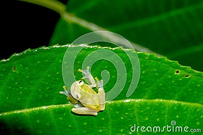 Reticulated Glass Frog - Hyalinobatrachium valerioi Stock Photo