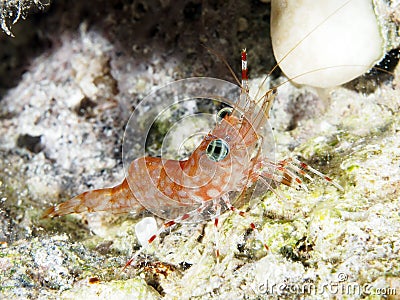 Reticulated Hinge-Beak Shrimp Stock Photo