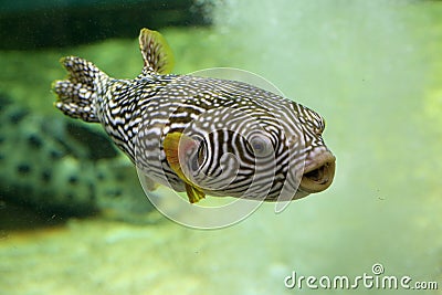 Reticulated pufferfish Stock Photo