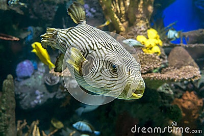 Reticulated pufferfish Arothron reticularis - sea and ocean tropical fish Stock Photo