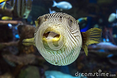 Reticulated pufferfish Arothron reticularis - sea and ocean tropical fish Stock Photo