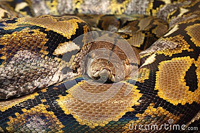 Reticulated python Stock Photo