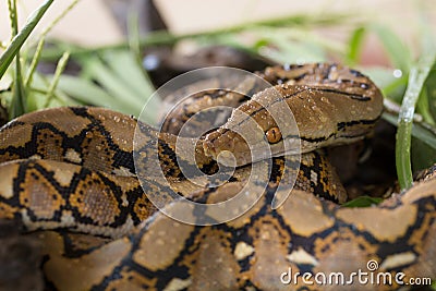 Reticulated python, Boa constrictor snake on tree branch Stock Photo