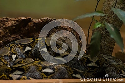 Reticulated python closeup shot, non venomous snake. Stock Photo