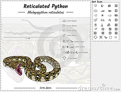 Reticulated python infographic template. Stock Photo